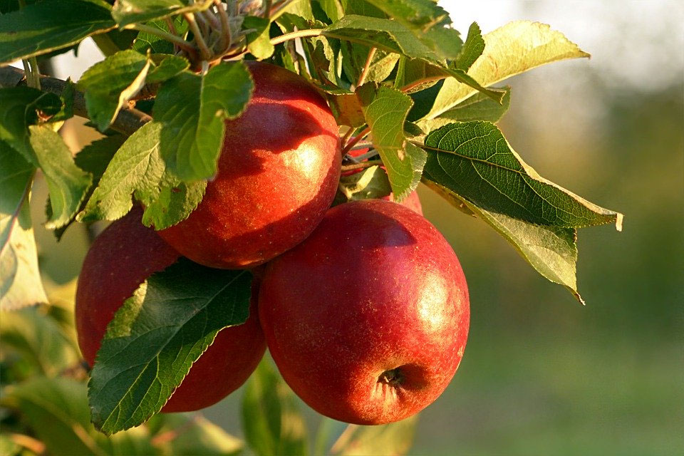 Äpfel im Stuhlkreis für das Spiel Das ist mein Apfel