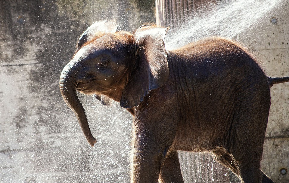 Gruppe macht die Elefantenrüssel-La-Ola