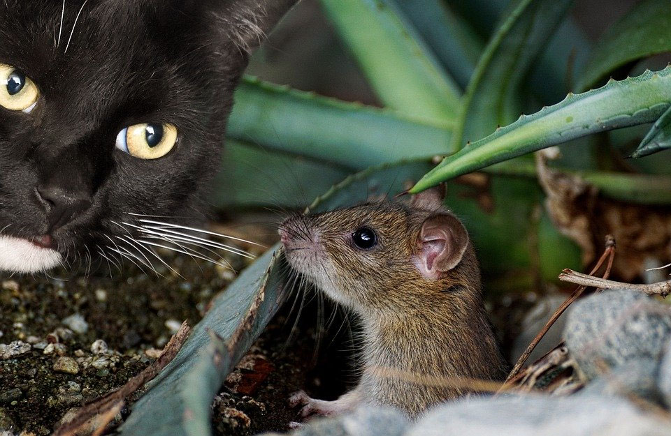 Kinder spielen Katz und Maus und schützen sich durch Umarmungen